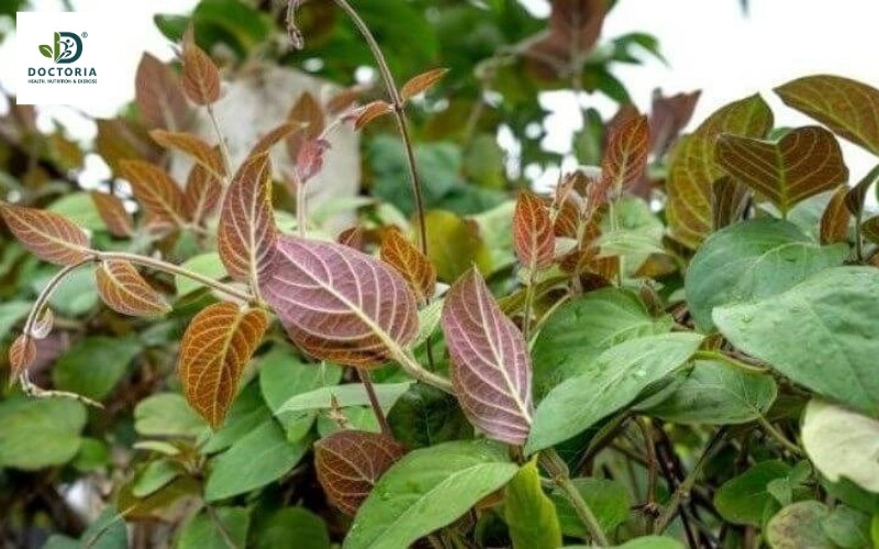 Giá trị dinh dưỡng của thịt lợn